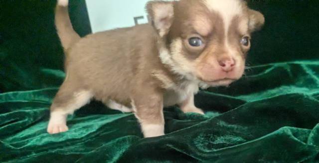 Tiny Teacup Chihuahuas  - Picture