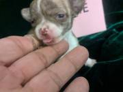 Tiny Teacup Chihuahuas 