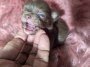 Ruby Chihuahua Puppy LC Female 