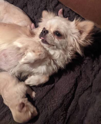 Pearl LC Apple Head Female Chihuahua  - Picture