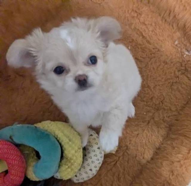 Pearl LC Apple Head Female Chihuahua  - Picture
