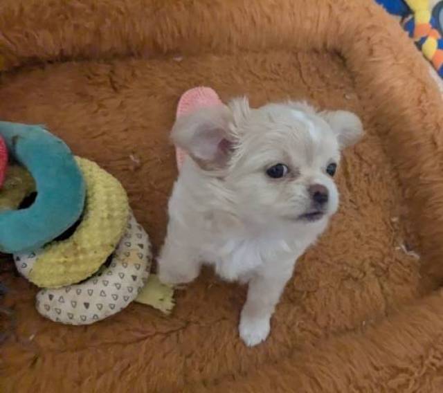 Pearl LC Apple Head Female Chihuahua  - Picture