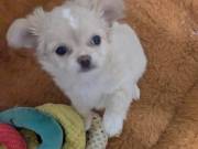 Pearl LC Apple Head Female Chihuahua 
