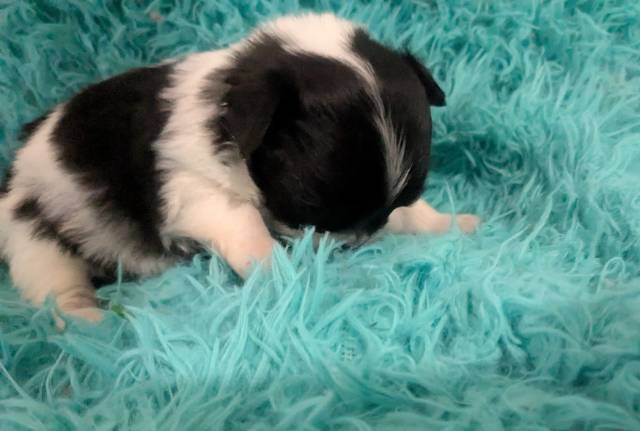 Black n White  LC Chihuahuas     - Picture