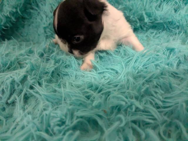 Black n White  LC Chihuahuas     - Picture