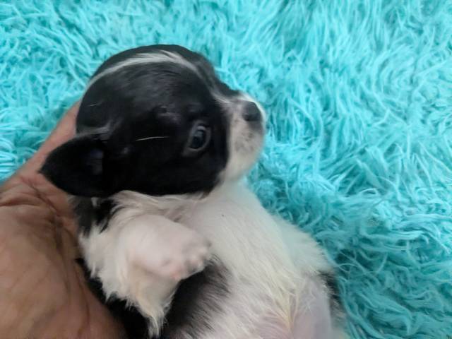 Black n White  LC Chihuahuas     - Picture