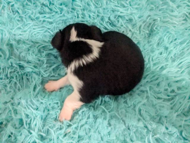 Black n White  LC Chihuahuas     - Picture