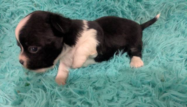 Black n White  LC Chihuahuas     - Picture