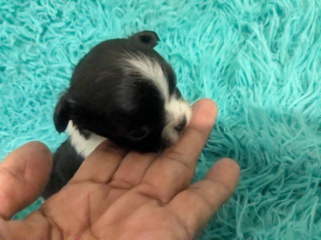 Black n White  LC Chihuahuas     - Picture