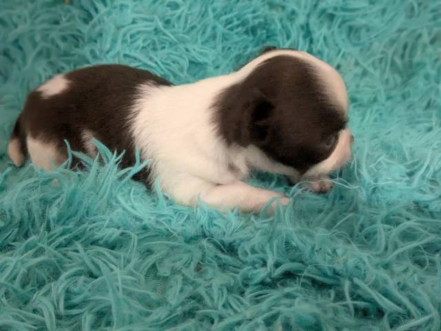 Black n White  LC Chihuahuas     - Picture