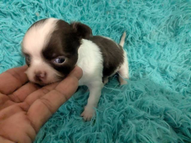 Black n White  LC Chihuahuas     - Picture