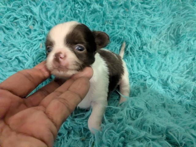 Black n White  LC Chihuahuas     - Picture