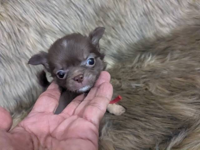  Apple Head Puppy Female Ruby  - Picture