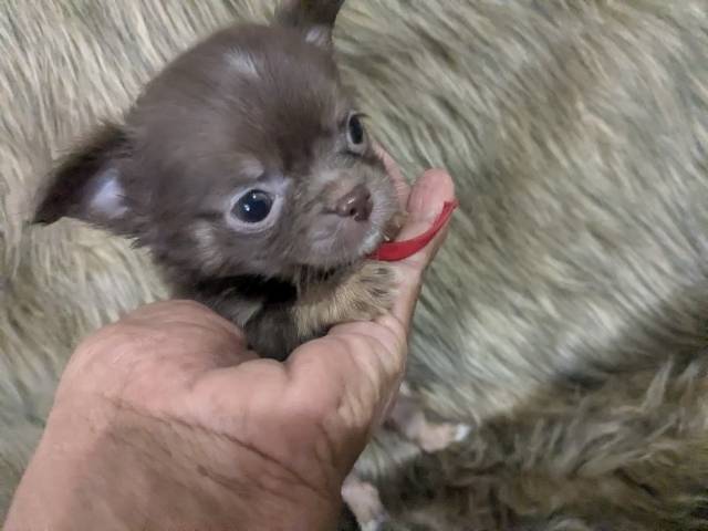  Apple Head Puppy Female Ruby  - Picture