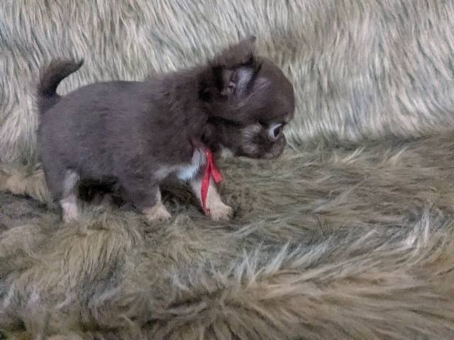  Apple Head Puppy Female Ruby  - Picture