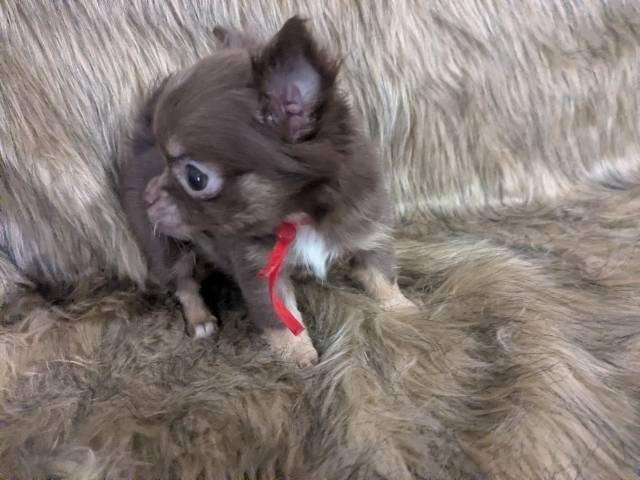  Apple Head Puppy Female Ruby  - Picture