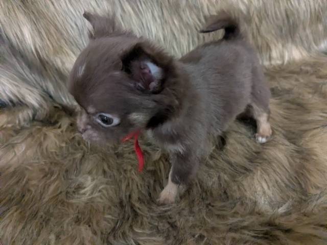  Apple Head Puppy Female Ruby  - Picture