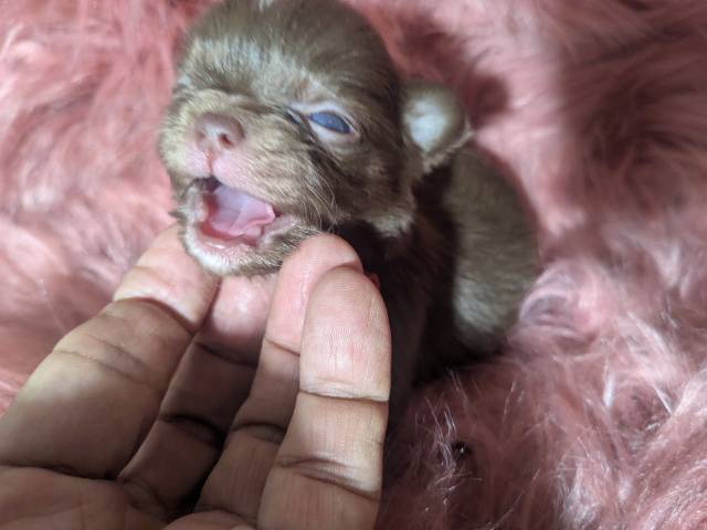 Tiny Apple Head Puppy Female Ruby  - Picture