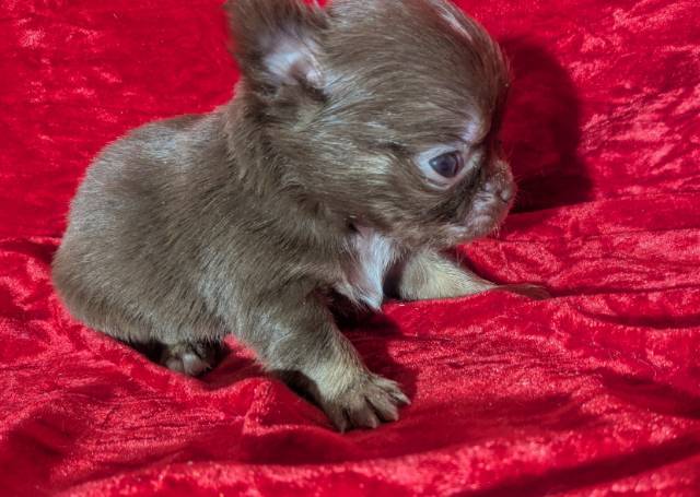 Tiny Apple Head Puppy Female Ruby  - Picture