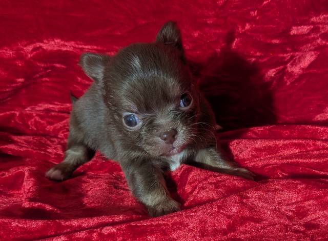 Tiny Apple Head Puppy Female Ruby  - Picture