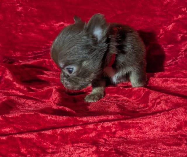 Tiny Apple Head Puppy Female Ruby  - Picture