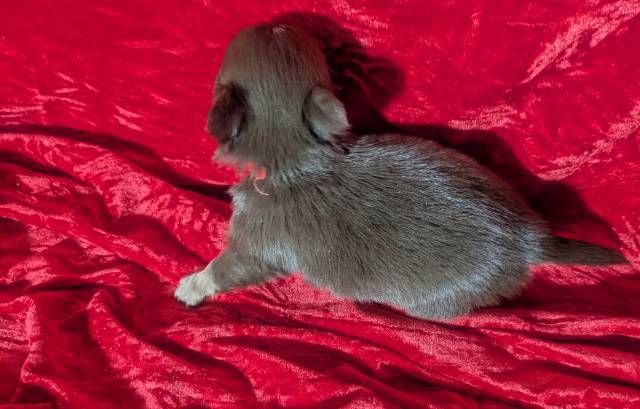 Tiny Apple Head Puppy Female Ruby  - Picture
