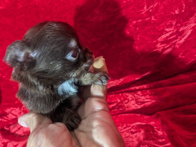 Tiny LC Chihuahuas - Picture
