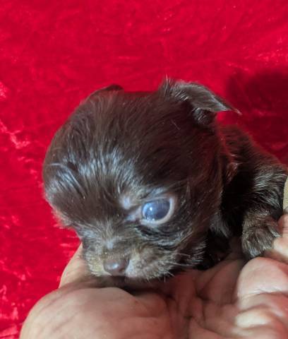 Tiny LC Chihuahuas - Picture