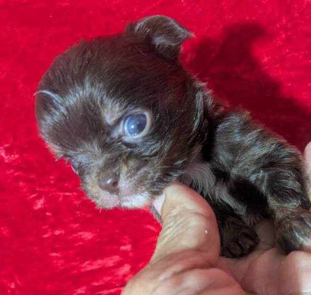 Tiny LC Chihuahuas - Picture