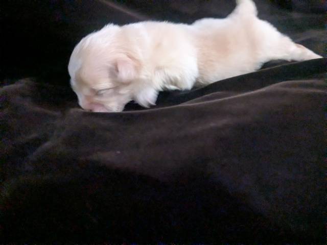 Lisa Marie LC Chihuahua Female  - Kép