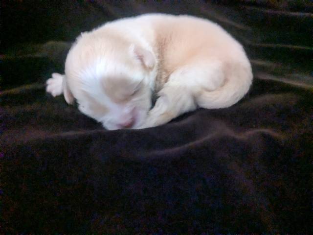 Lisa Marie LC Chihuahua Female  - Kép