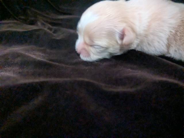 Lisa Marie LC Chihuahua Female  - Kép