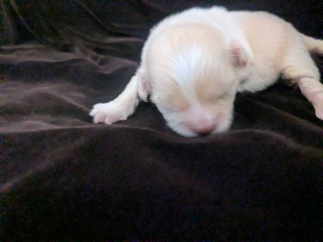 Lisa Marie LC Chihuahua Female  - Kép