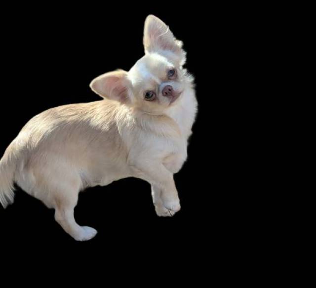 Lisa Marie LC Chihuahua Female  - Kép