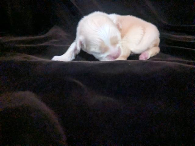 LC Female Chihuahua Puppy Lisa Marie - Picture
