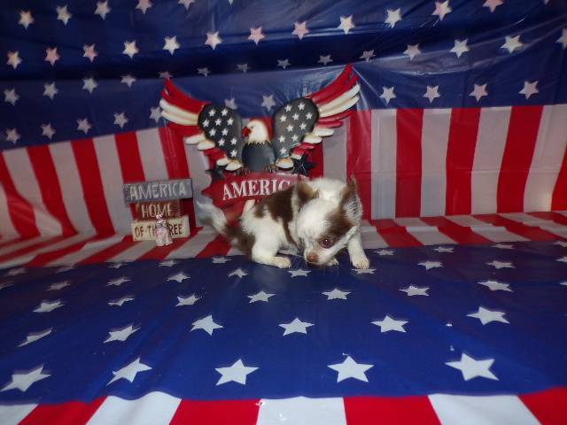 Full AKC Long Coat Chihuahua Males  - Picture