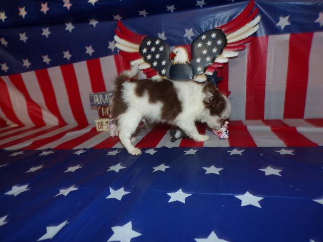 Full AKC Long Coat Chihuahua Males  - Picture