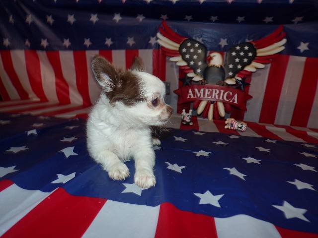 Full AKC Long Coat Chihuahua Males  - Picture