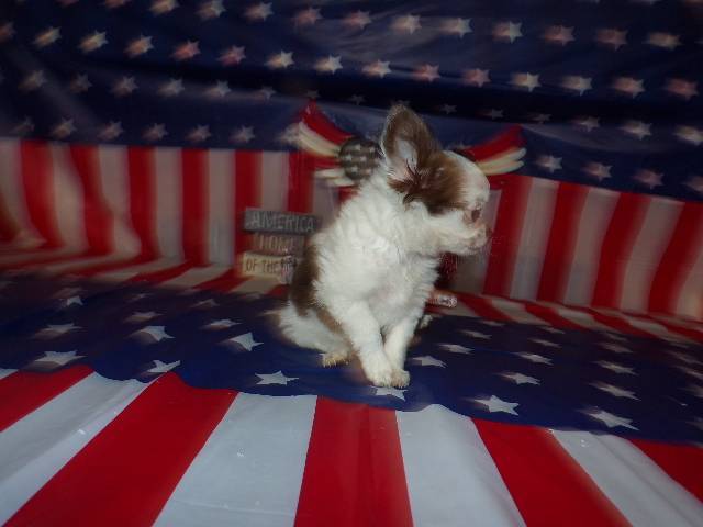 Full AKC Long Coat Chihuahua Males  - Picture