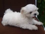 quality MaltesePuppies for Sale