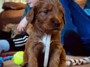 Lovely  Goldendoodle Available for re-homing (774) 320-4631