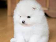 Healthy Pomeranian puppies for new home