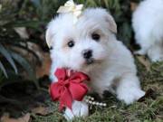absolutely tiny precious male and female Maltese .Text (720) 534-2399 with any questions