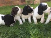 Gorgeous Springer Spaniel Pups, Beautiful Markings For Sale Now. Text  ‪707-356-9945‬