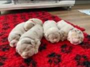 Lilac Merle English Bulldog Puppies For Sale. Text ‪(707) 356-9945‬