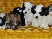 **beautiful Shihpoo Puppies!!** For Sale Now. Text 660 455 2204