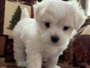 Teacup Maltese puppies for adoption  call or text (321) 420-4369