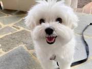 Teacup Maltese puppies for adoption  call or text (321) 420-4369