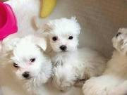 Stunning Genuine Maltese Puppies