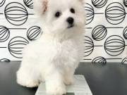 Stunning White Teacup Maltese Pup Available TEXT OR CALL  (321) 420-4369